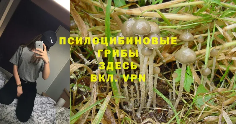 что такое наркотик  Рыльск  Псилоцибиновые грибы Psilocybine cubensis 